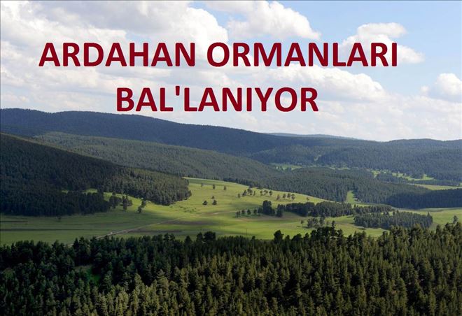 Ardahan ormanları ballanıyor